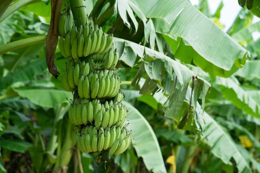 Green banana bunch on the banana plantation