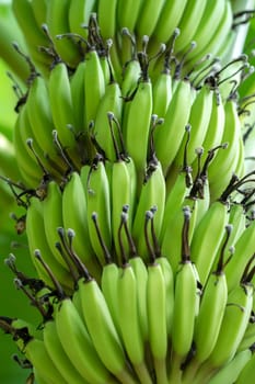 Green banana bunch on the banana plantation