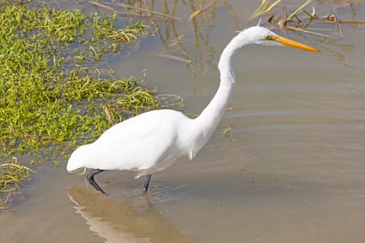 Great Egret on the Hunt in a Wetland on the Texas Gulf Coast near Port Aransas