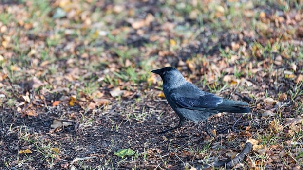 Western Jackdaw Walking on Grass.