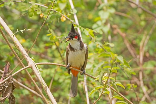 Red-whiskered Bulbul in a tree in Nagarhole National Park in India