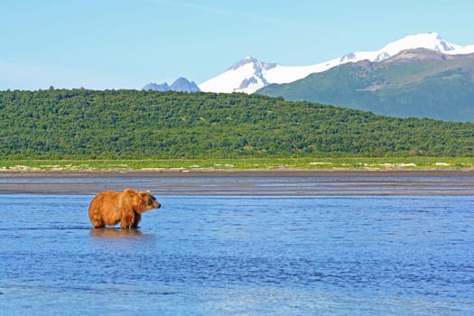 Grizzly Waiting for Lunch in Hallo Bay in Katmai National Park in Alaska