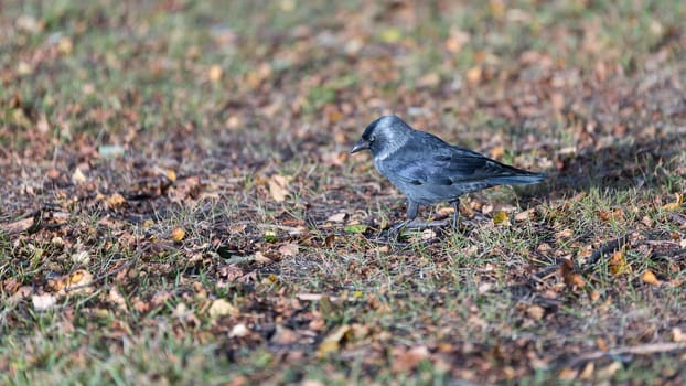 Western Jackdaw Walking on Grass.