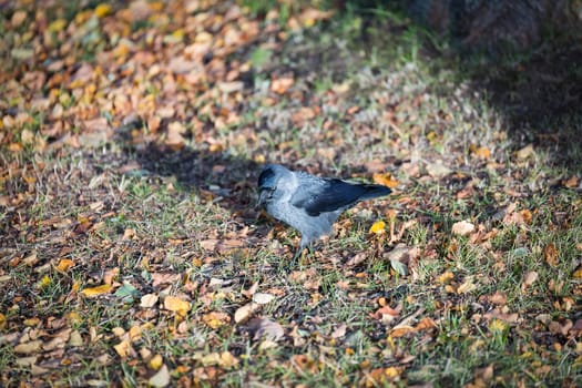 Western Jackdaw Walking on Grass.