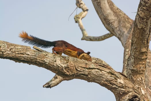 Giant Malabar Squirrel in a tree in Nagarhole National Park in India