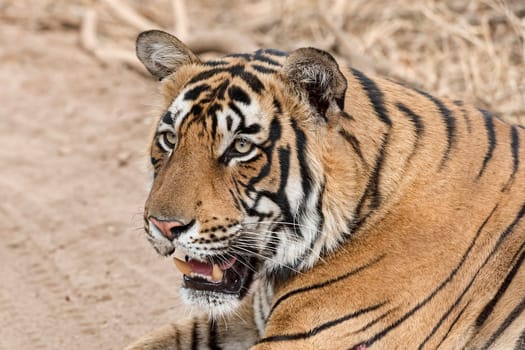 King Tiger (Panthera tigris tigris) - also Bengal Tiger or Indian Tiger,Ranthambhore Tiger Reserve,Rajasthan,India.