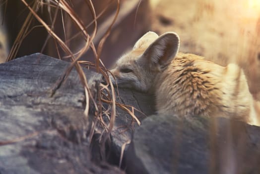 close up on fennec fox (vulpes zerda)