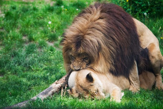 a pair of mating lions on the grass