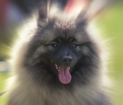close up on wolfspitz portrait,blured background