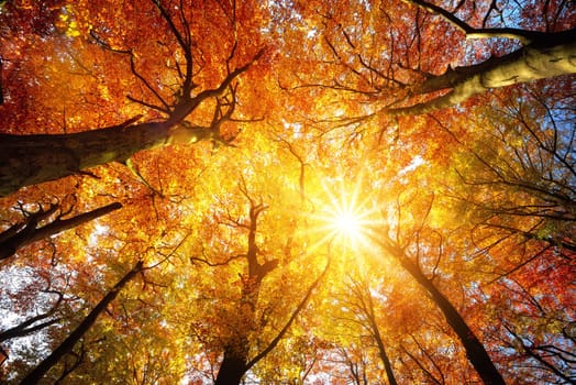 Autumn sun warmly shining through the canopy of beech trees with gold foliage,worm's eye view