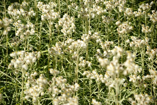 A partially fuzzy flower meadow with pearl villages.