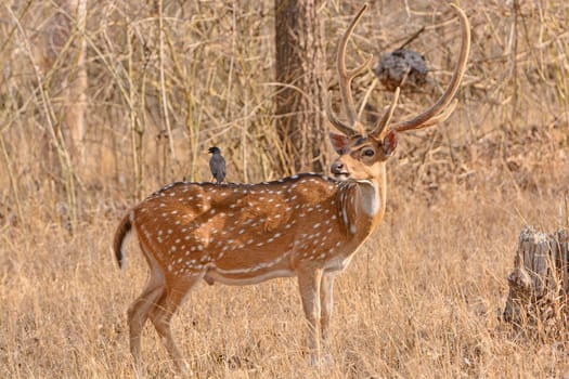Myna on the back of a Spotted Deer in Nagarhole National Park in India