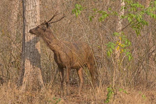 Sambar Deer in the Forest in Nagarhole National Park in India