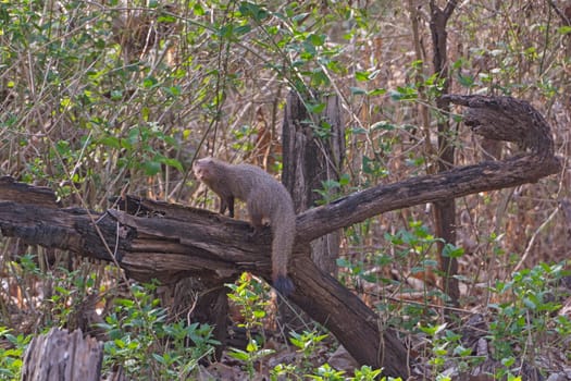 Indian Common Mongoose in the Forest in Nagarhole National Park in India