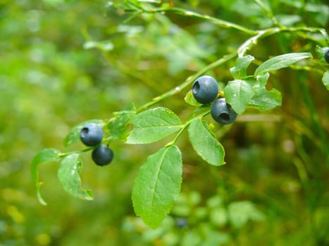a bush of a ripe wild bilberry, blueberry in the summer closeup.