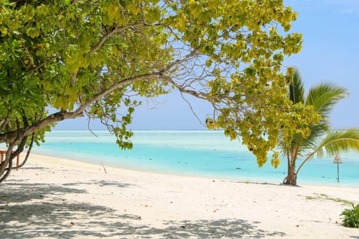a green tree and palm on white sand beach. Maldives island.