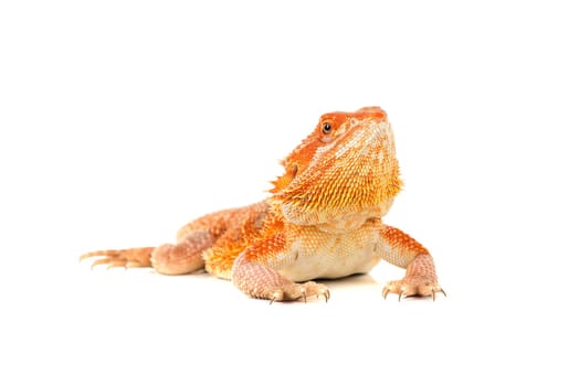 Central bearded dragon, , isolated in white