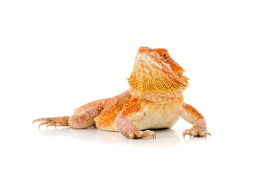 Central bearded dragon, , isolated in white