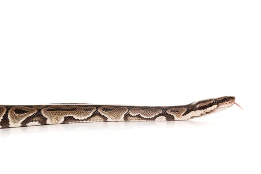 Beautiful python isolated in a white background