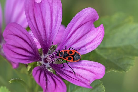 Fire bug on mallow