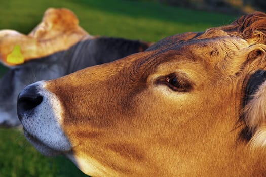 The head of a young curious brown cattle in the pasture