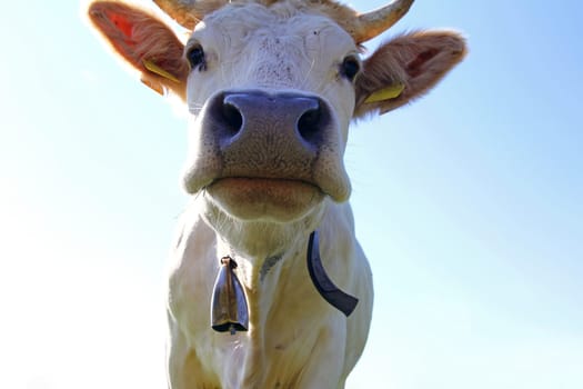 A young white Charolais cattle with horns and bell