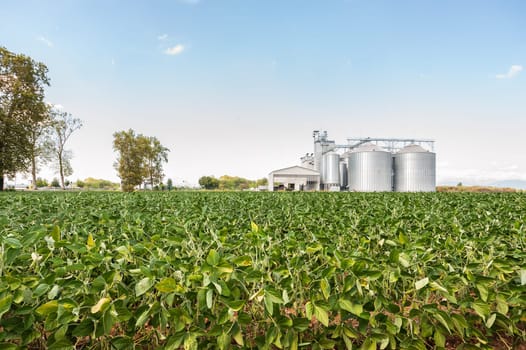 Soybean field. In the background, blurred a drying plant and silos