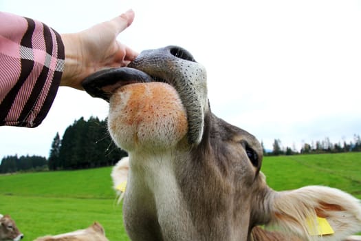 A cow licks a woman's hand. A Kuih wants to cuddle