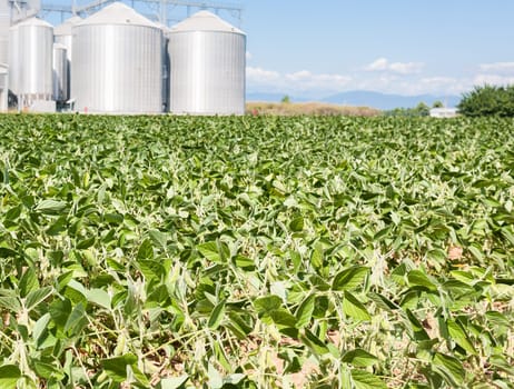 Soybean field. In the background, blurred a drying plant and silos