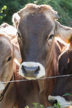 Farm animals. Portrait of cows