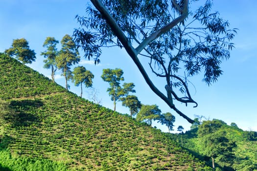 Coffee plants growing on hills near Manizales, Colombia