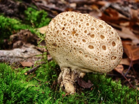 Thick-shelled potato bovist - Scleroderma citrinum (Sclerodermataceae) - poisonous