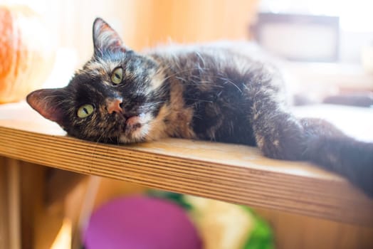 triple color cat on wood table with pumpkin and bright light from window