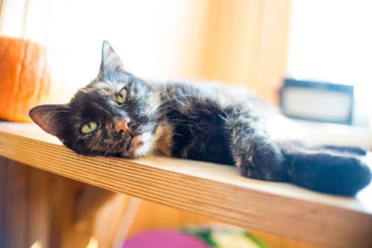 triple color cat on wood table with pumpkin and bright light from window