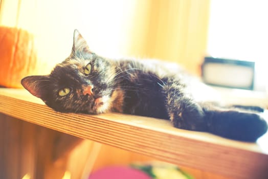 triple color cat on wood table with pumpkin and bright light from window,vintage effect
