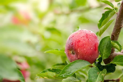 Apple tree