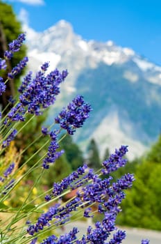 Swiss Alps - snow capped mountains and deep valleys, stunning view, breath-taking panorama