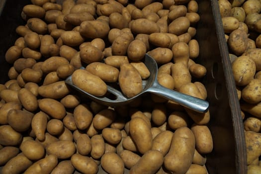 Fresh potatoes in a large box with a metal shovel
