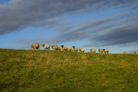 Sheep on a dike in summer