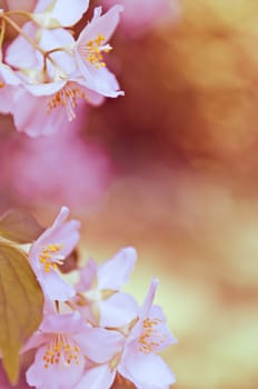 Branch of a mock orange Philadelphus coronarius bush with blurred background, natural look