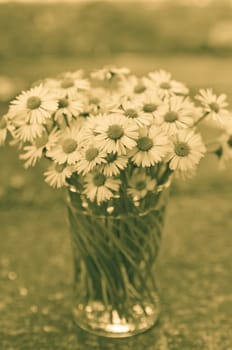 White daisy flowers in a glass blurred backgroung Aster daisy composite flower Asteraceae  Compositae