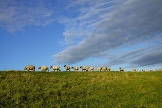 Sheep on a dike in summer