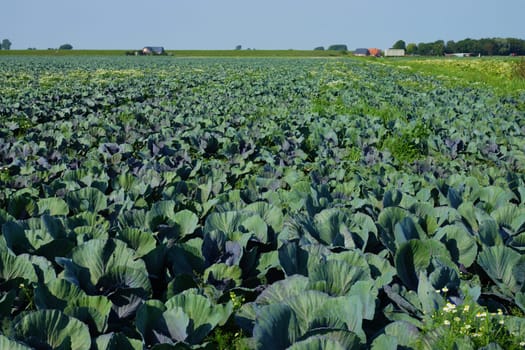 Kohlkoepfe in a vegetable field