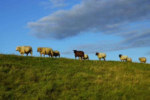 Sheep on a dike in summer