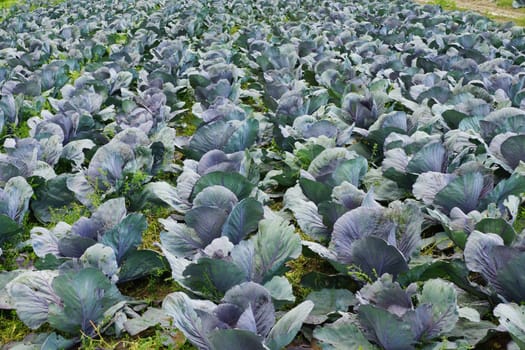 Kohlkoepfe in a vegetable field