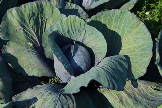 Kohlkoepfe in a vegetable field