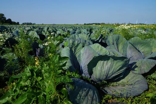 Kohlkoepfe in a vegetable field