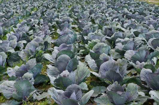 Kohlkoepfe in a vegetable field