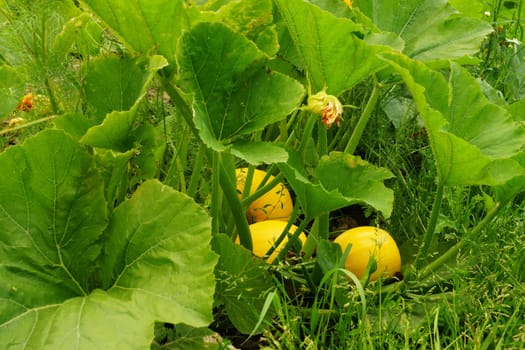Kuerbisse in a vegetable field