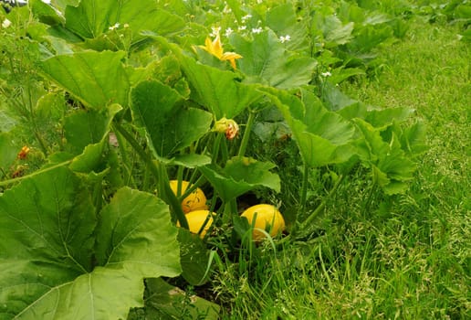 Kuerbisse in a vegetable field